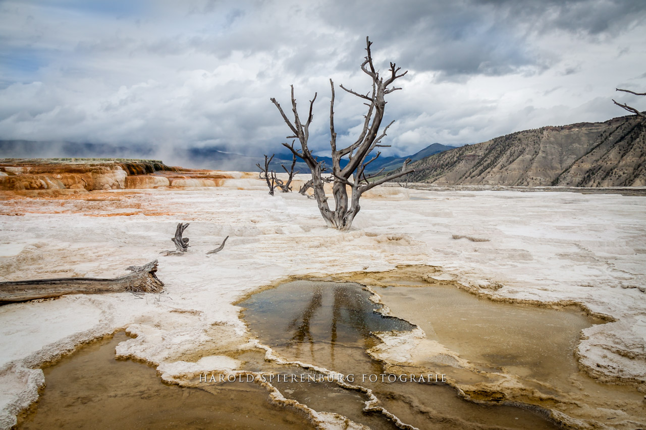 Canary Spring in National park Yellowstone - Mammoth Hot Springs