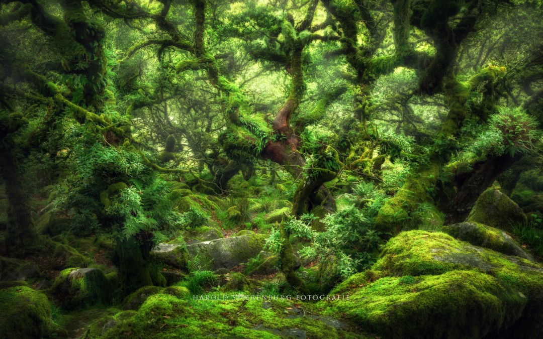 Wistmans Wood – Dartmoor National Park