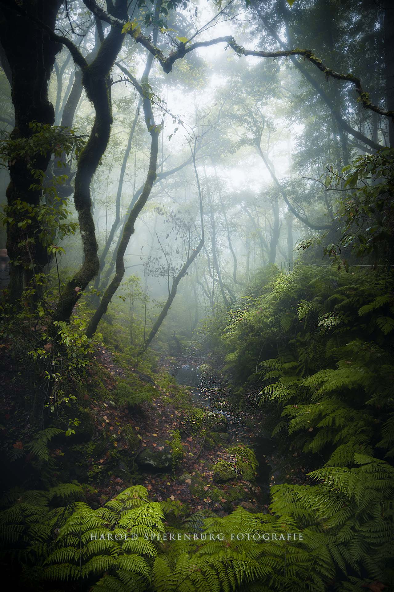 Forest of Madeira